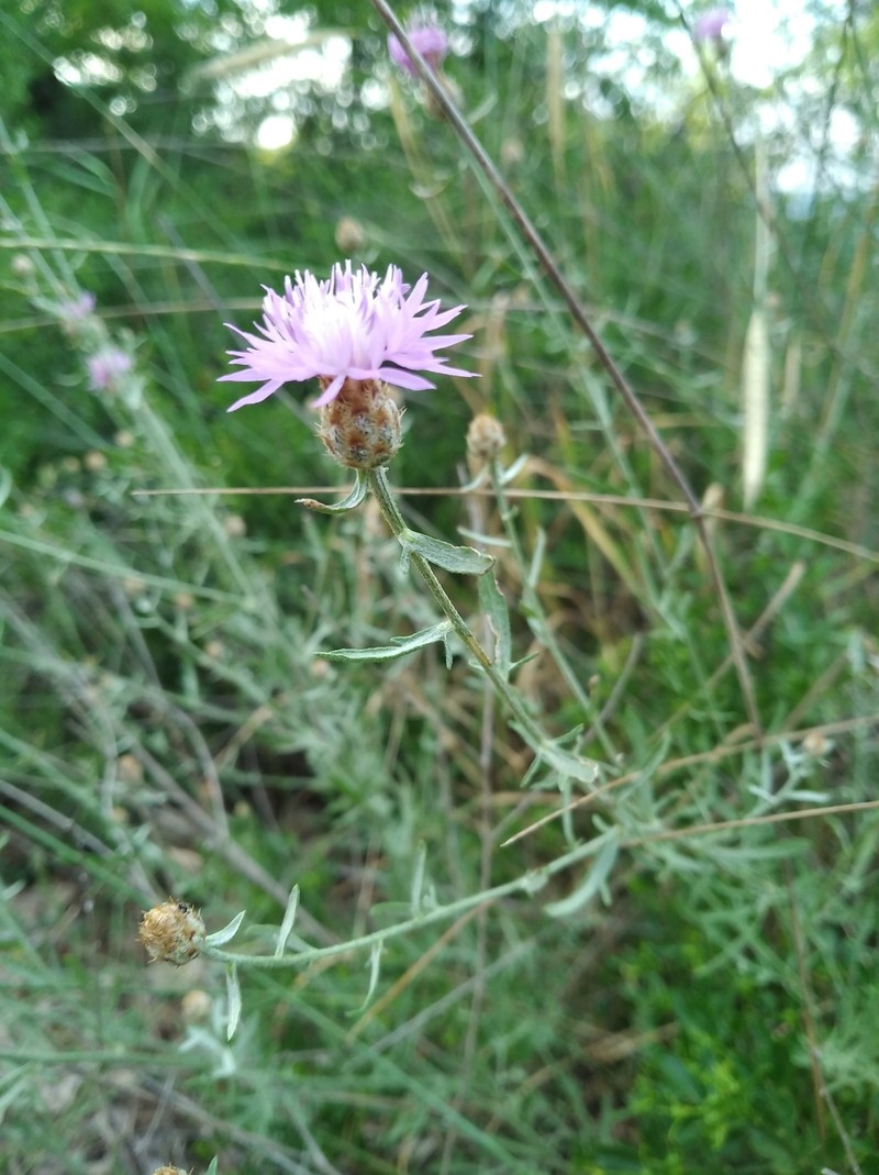 Centaurea steveniana photo 4