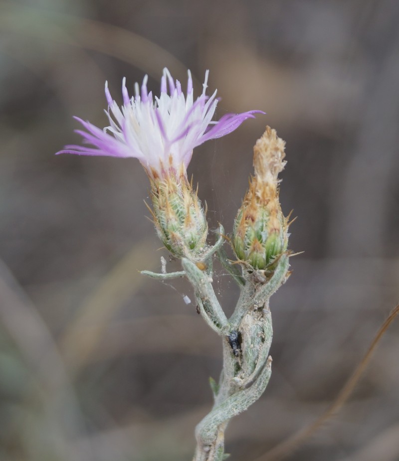 Centaurea steveniana photo 5