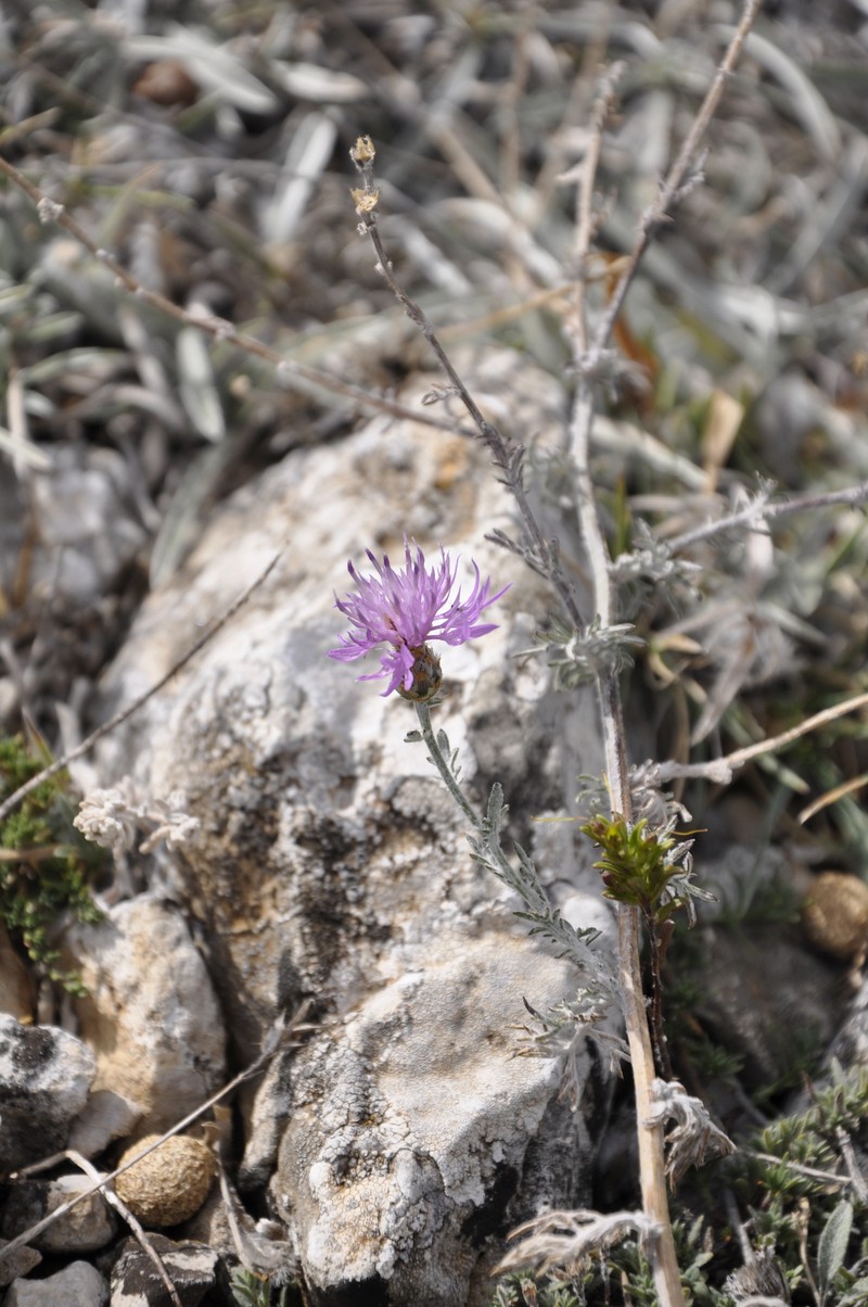 Centaurea steveniana photo 6