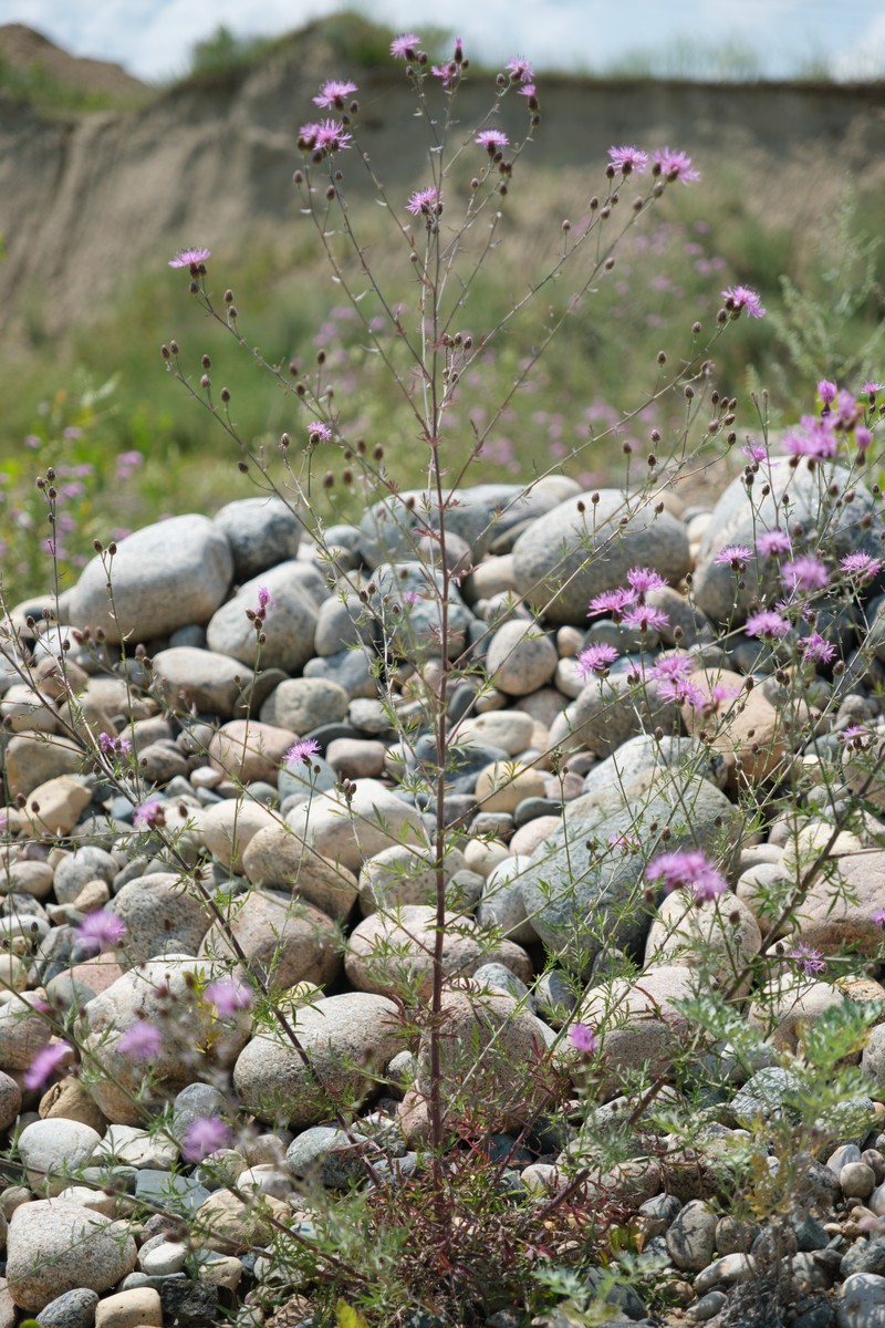 Spotted Knapweed photo 5