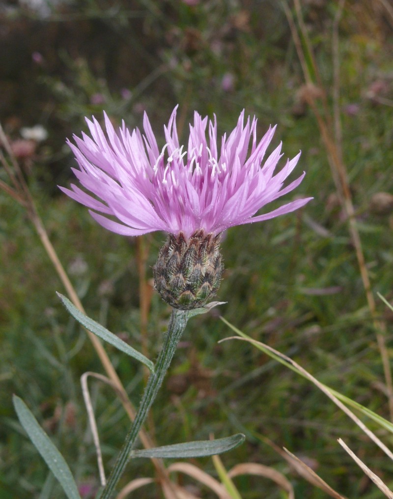 Spotted Knapweed photo 2