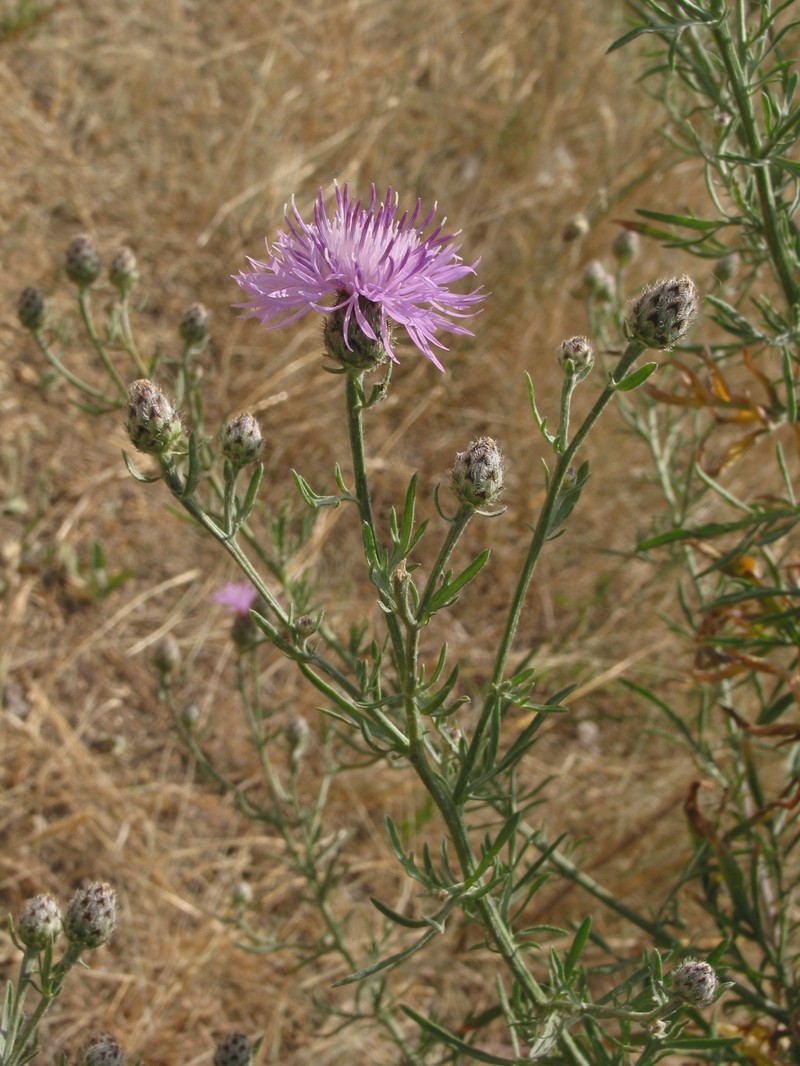 Spotted Knapweed photo 3