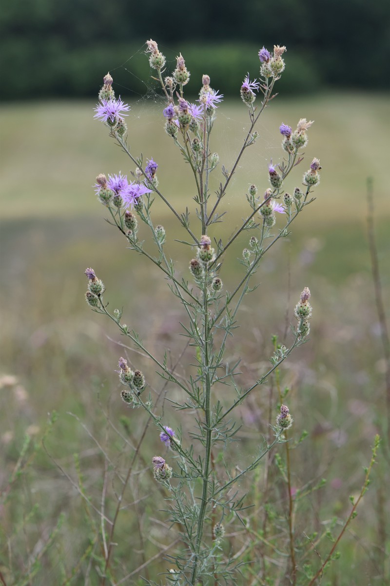 Spotted Knapweed photo 4