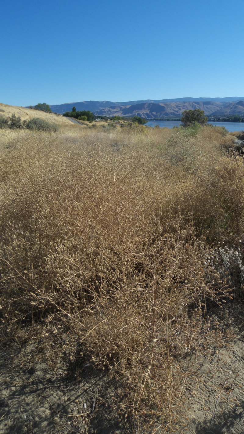 Spotted Knapweed photo 6