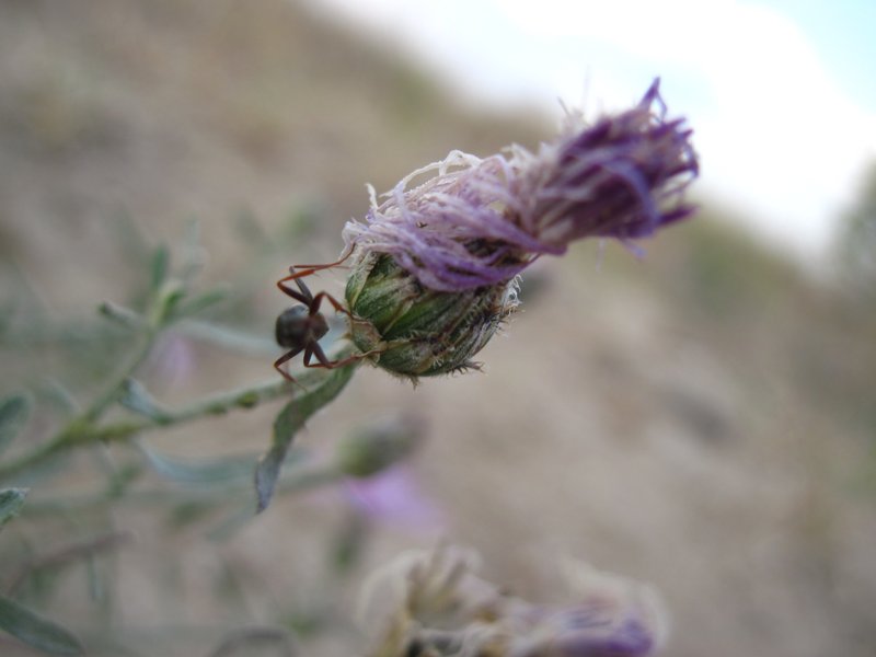 Spotted Knapweed photo 7