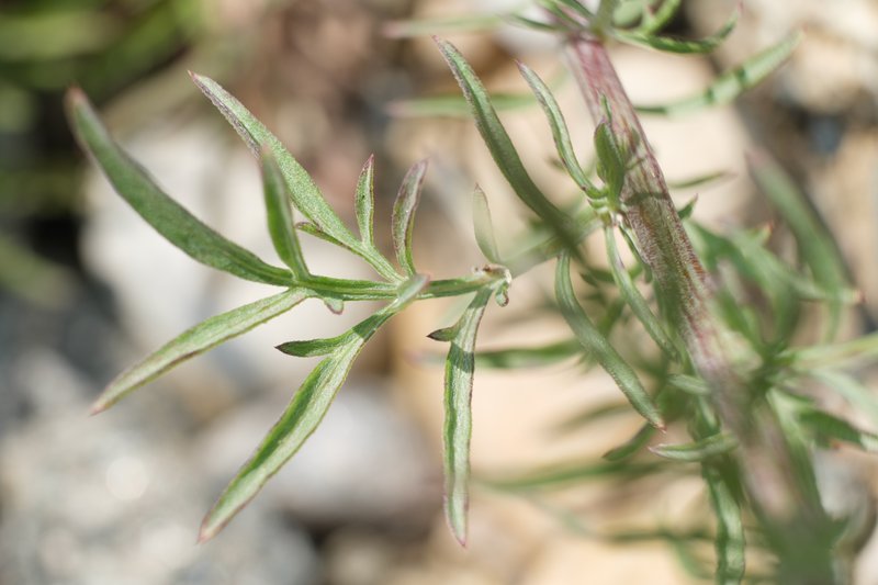 Spotted Knapweed photo 8