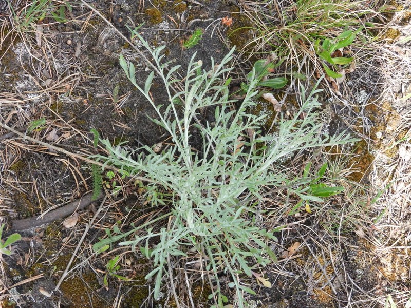 Centaurea stoebe subsp. australis photo 2