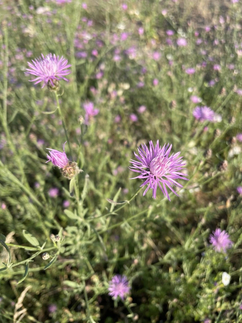 Centaurea stoebe subsp. australis photo 4