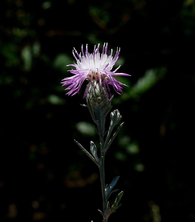 Centaurea stoebe subsp. australis photo 5