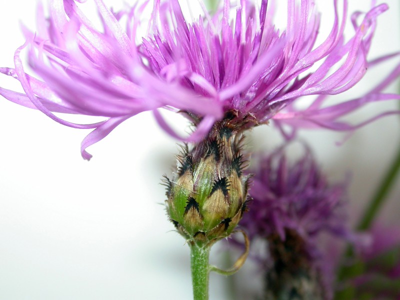 Centaurea stoebe subsp. australis