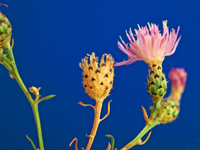 Centaurea stoebe subsp. australis photo 6