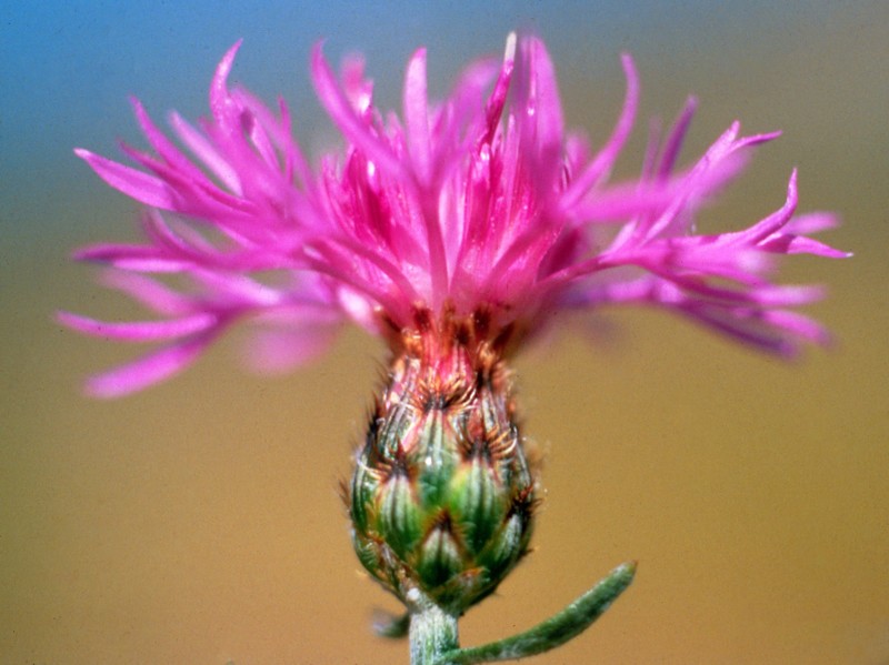 Centaurea stoebe subsp. australis photo 7