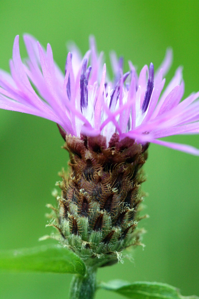 Centaurea stoebe subsp. australis photo 8