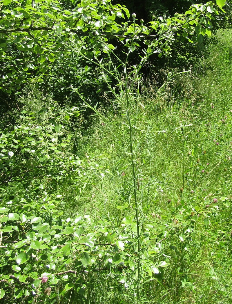 Centaurea stoebe subsp. stoebe