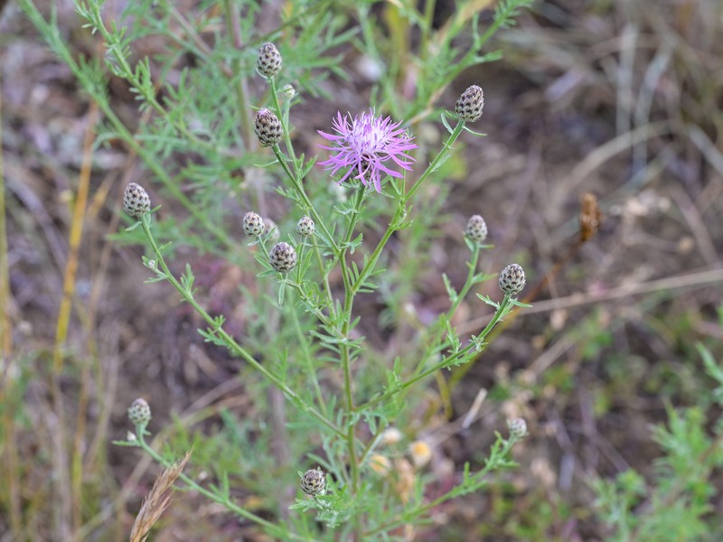Centaurea stoebe subsp. stoebe photo 2