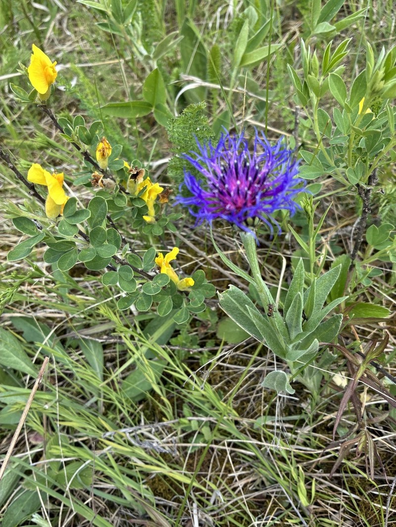 Centaurea stricta