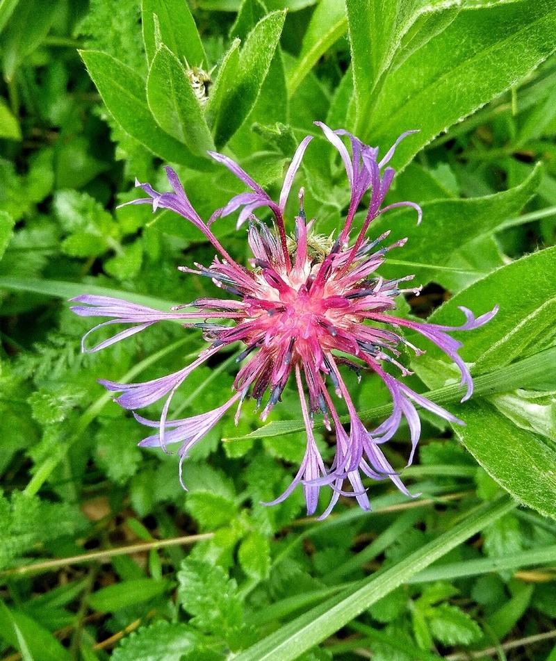 Centaurea stricta photo 2