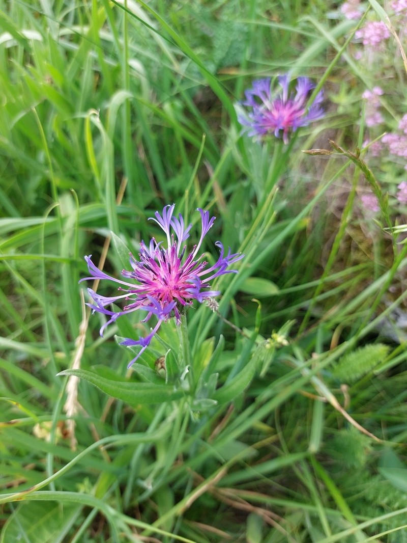 Centaurea stricta photo 3