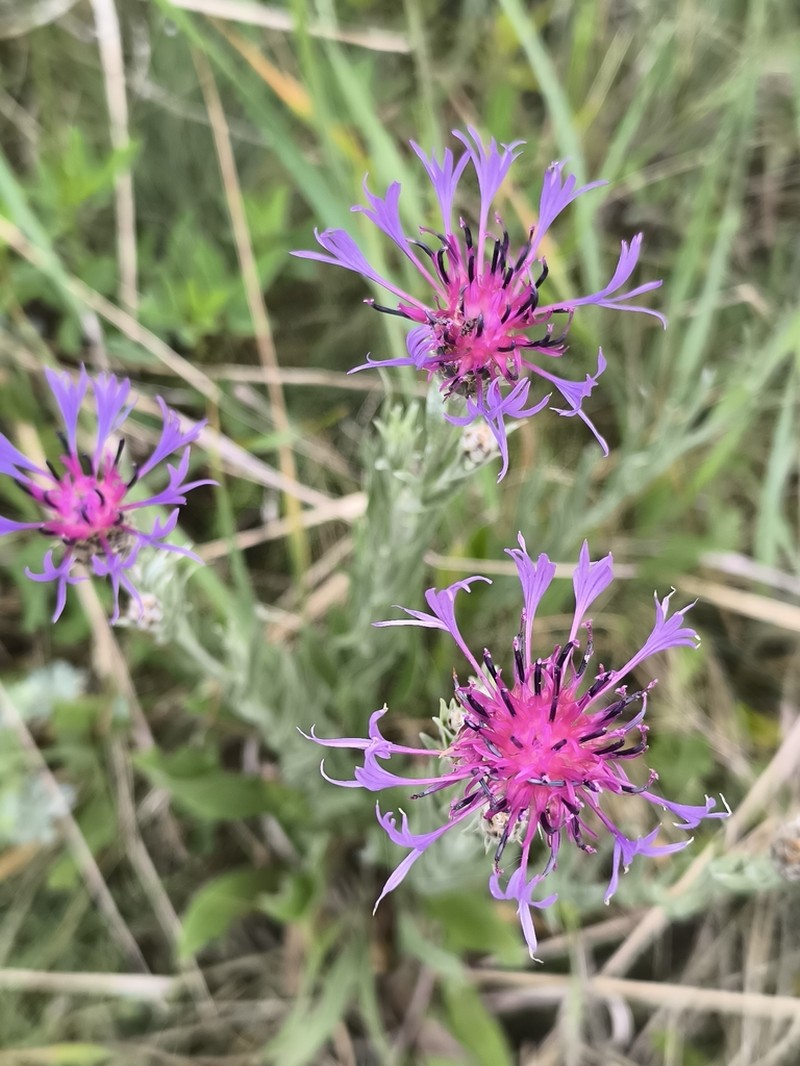 Centaurea stricta photo 4