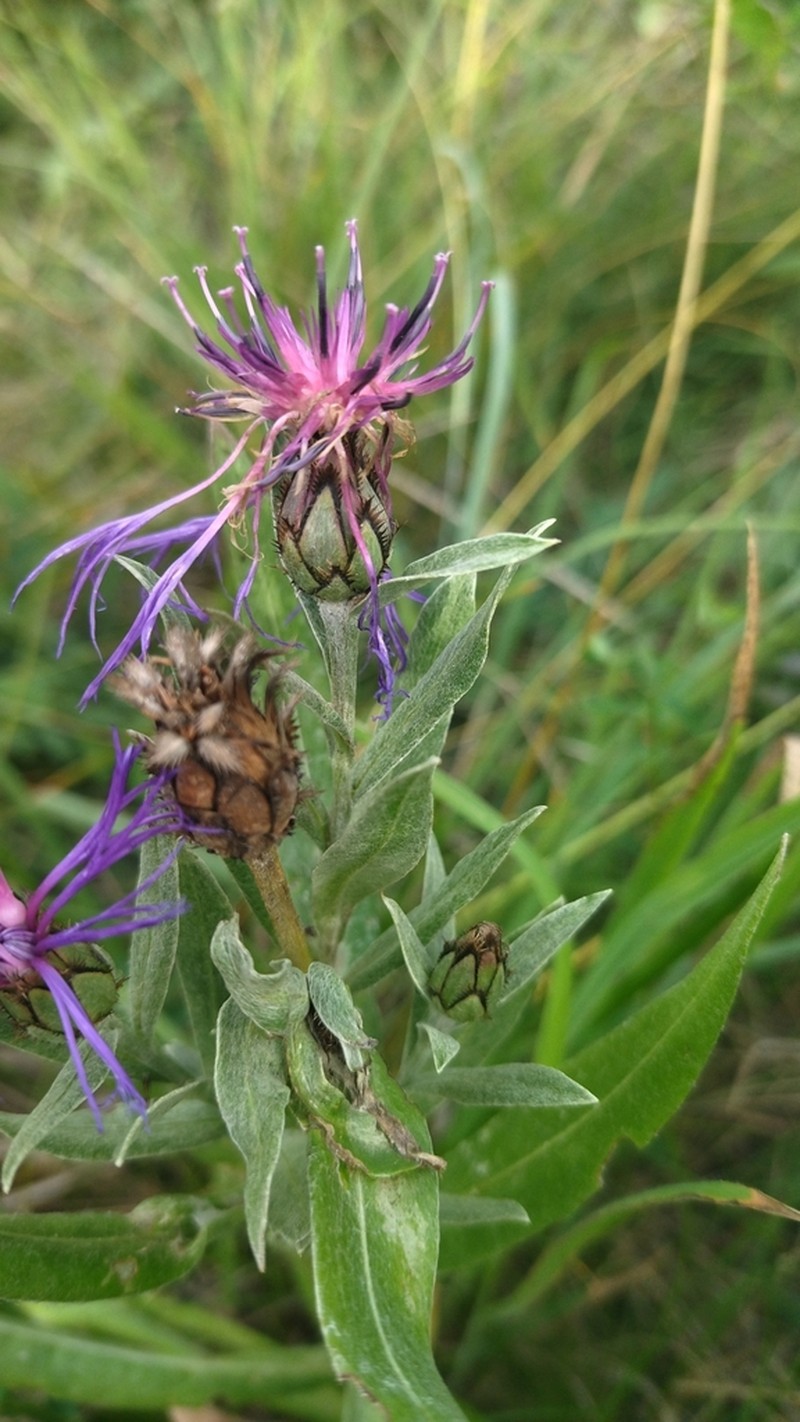 Centaurea stricta photo 5