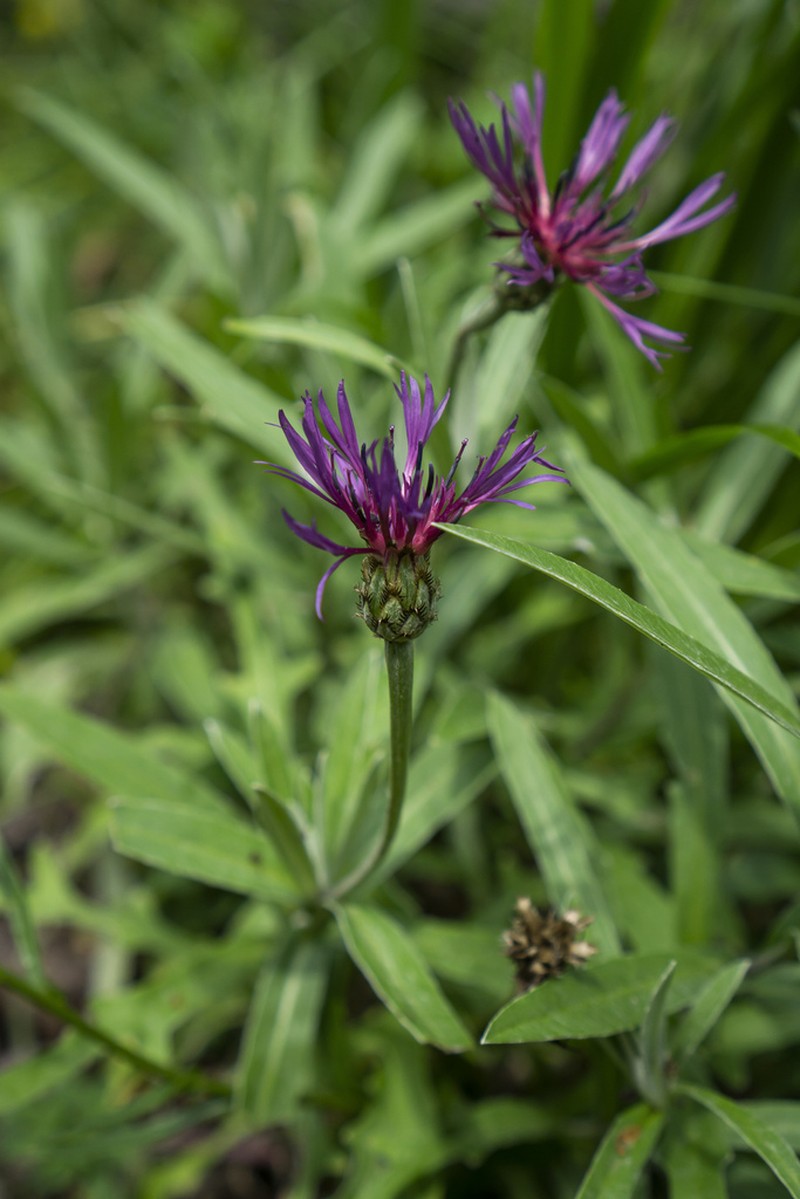 Centaurea stricta photo 6