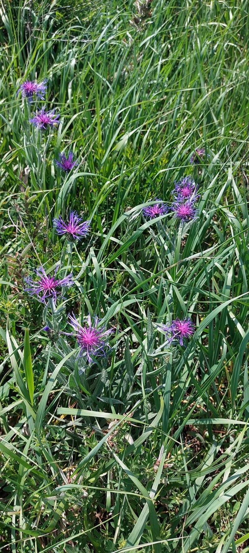 Centaurea stricta photo 7
