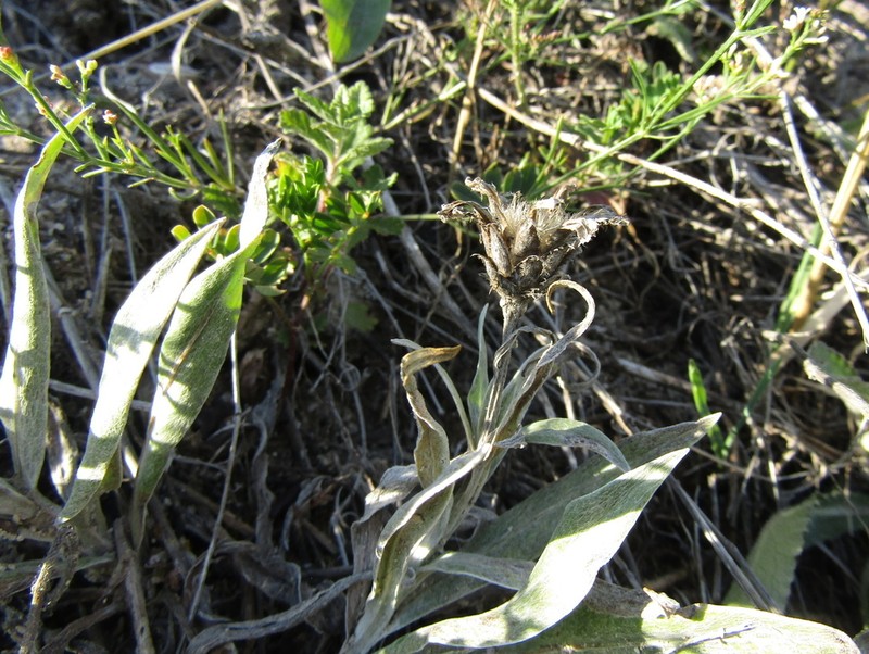 Centaurea stricta photo 8