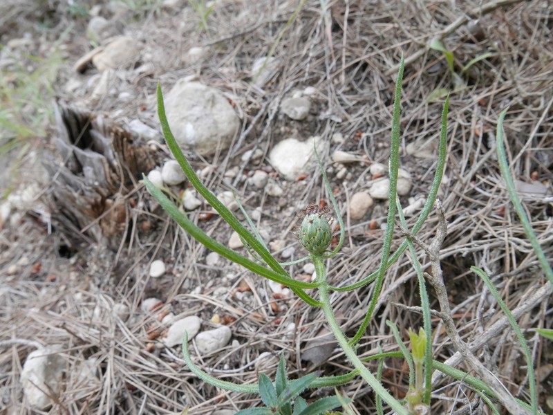 Centaurea stuessyi photo 2