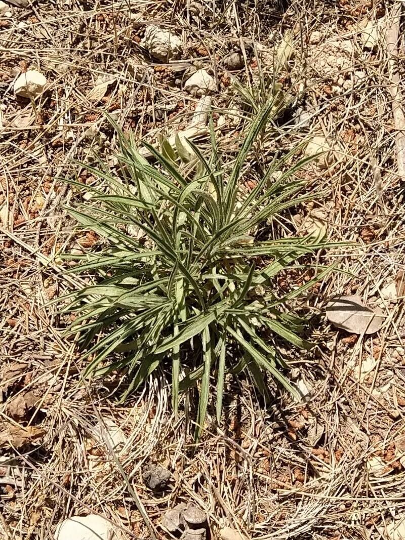 Centaurea stuessyi photo 3