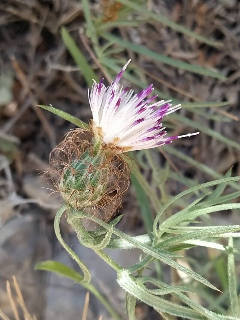 Centaurea stuessyi photo 4