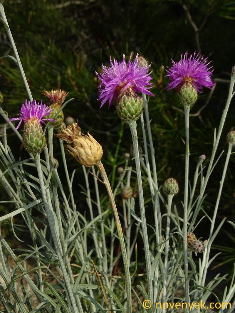 Centaurea subtilis