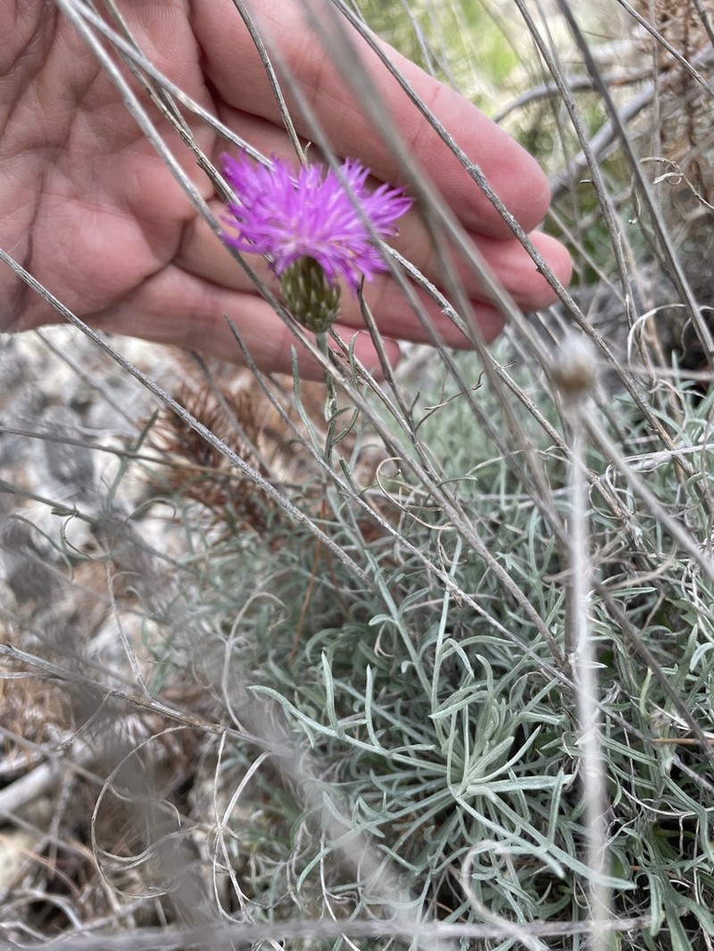 Centaurea subtilis photo 2
