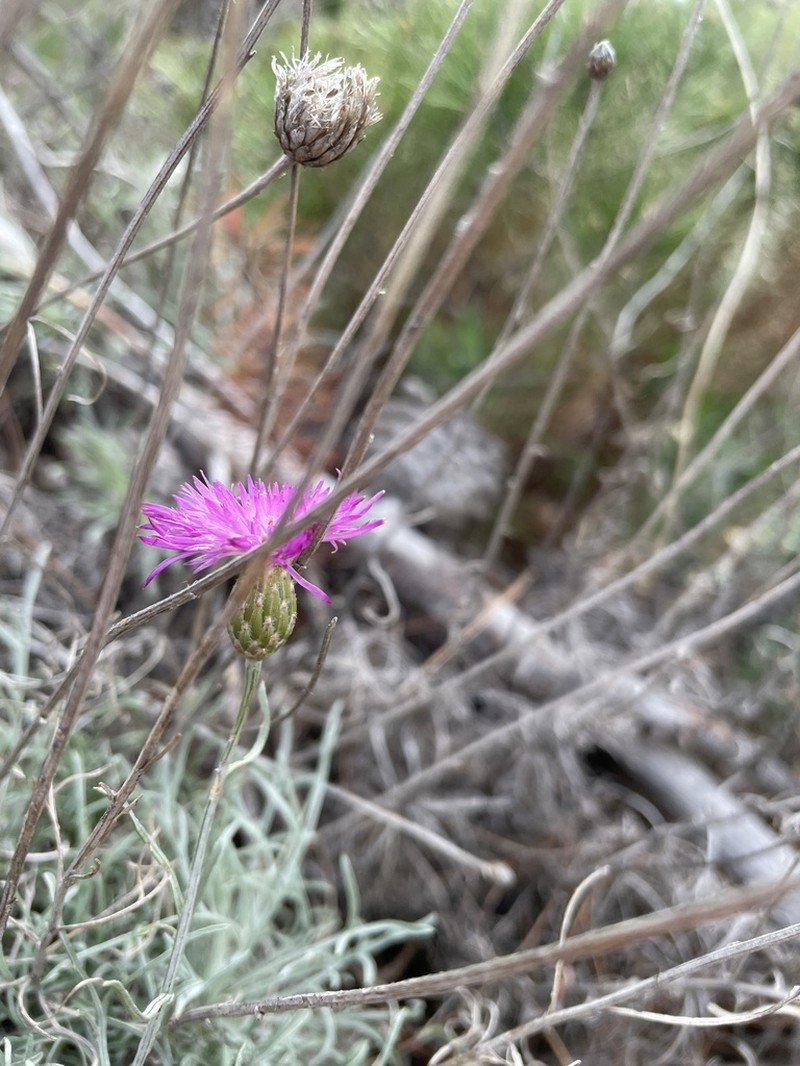 Centaurea subtilis photo 3