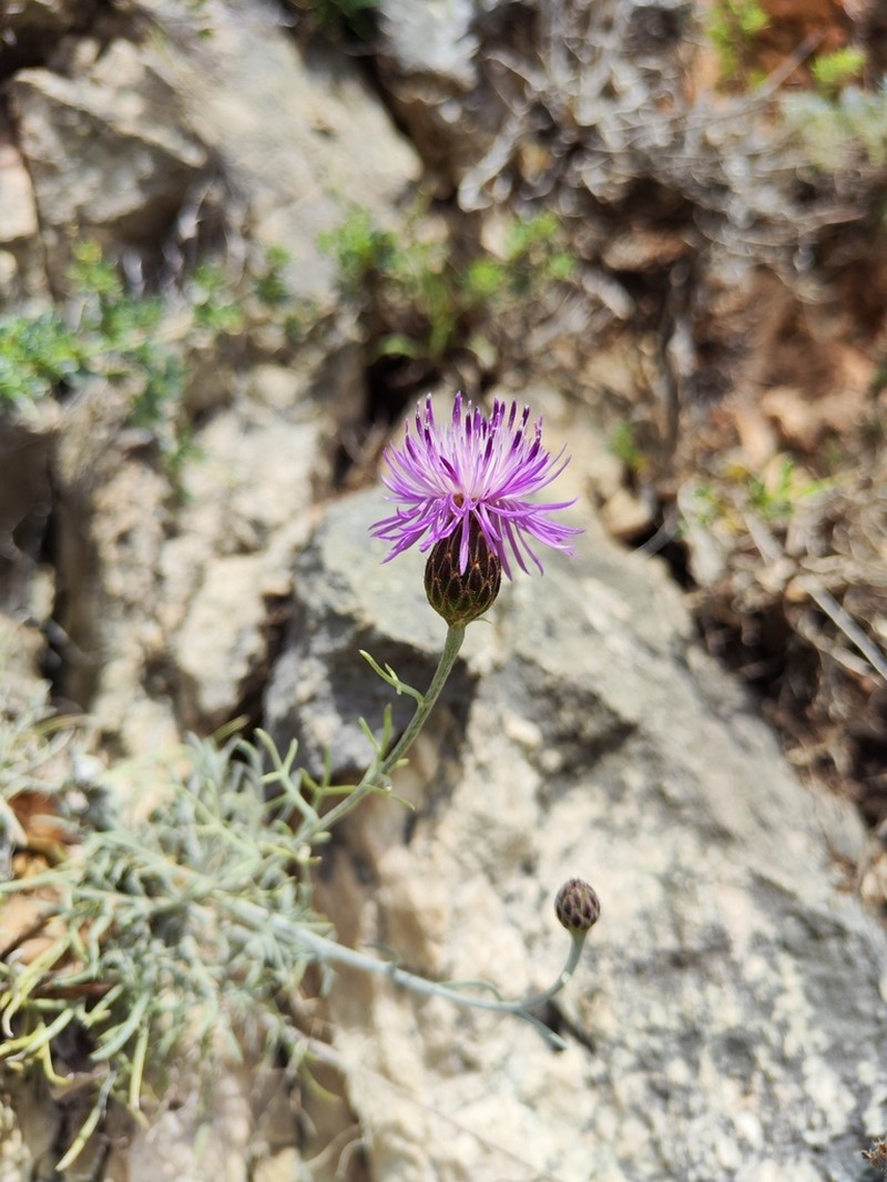 Centaurea subtilis photo 4