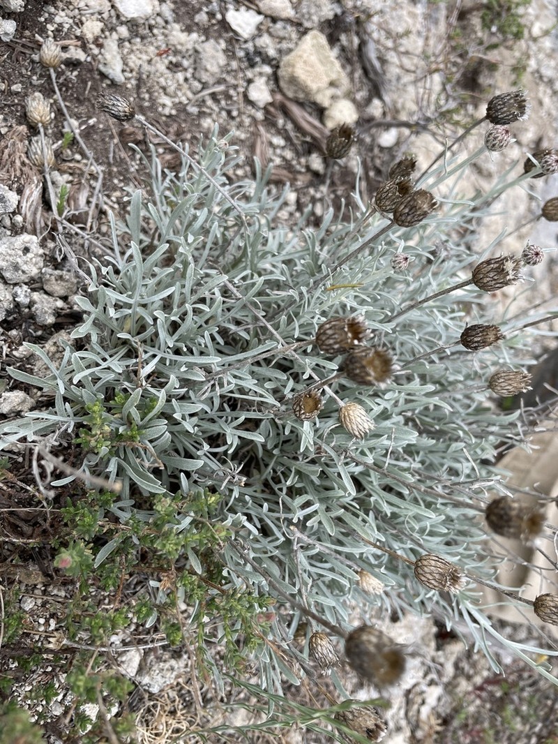 Centaurea subtilis photo 5