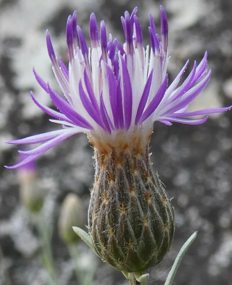 Centaurea subtilis photo 6