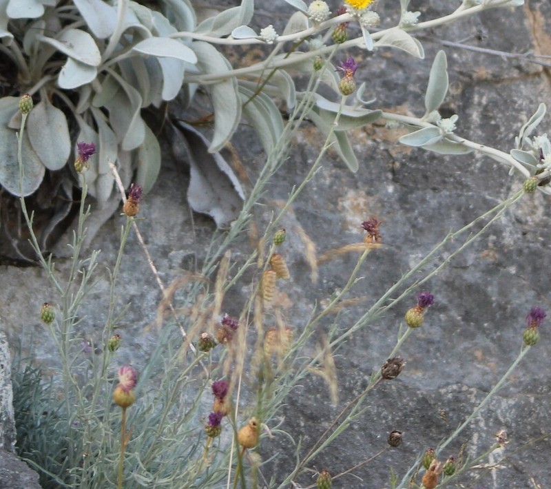 Centaurea subtilis photo 7
