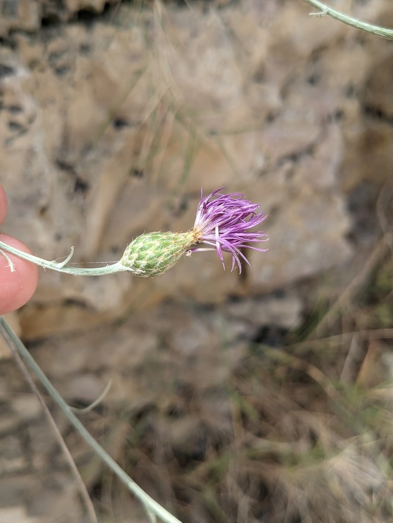 Centaurea subtilis photo 8