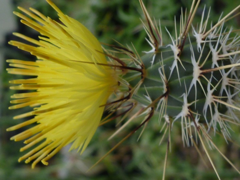 Sulphur Knapweed photo 4