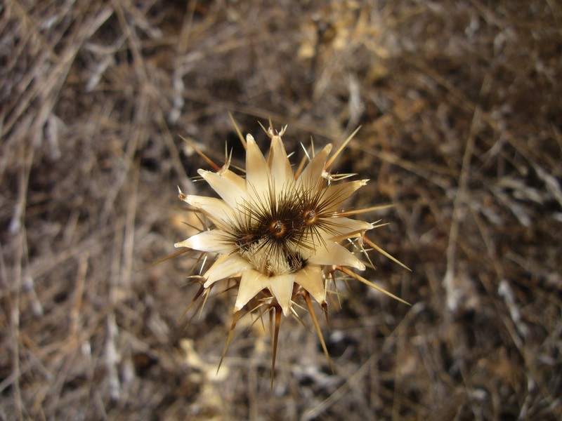 Sulphur Knapweed photo 5