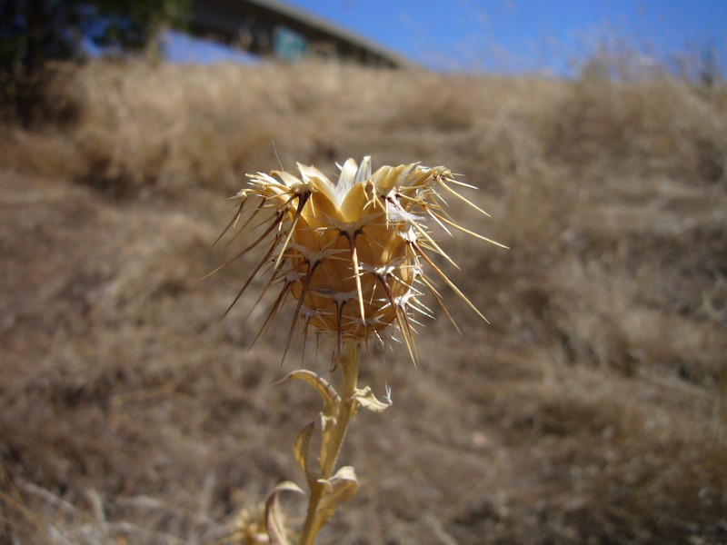 Sulphur Knapweed photo 6