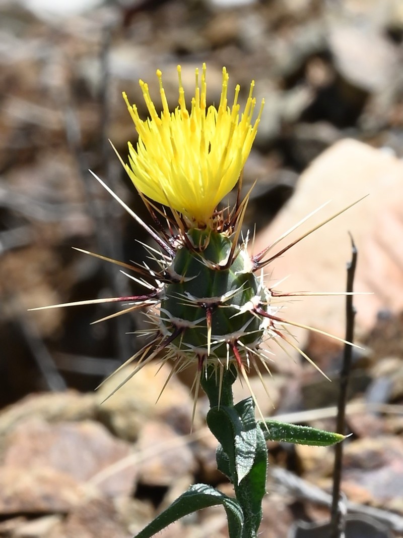 Sulphur Knapweed photo 7