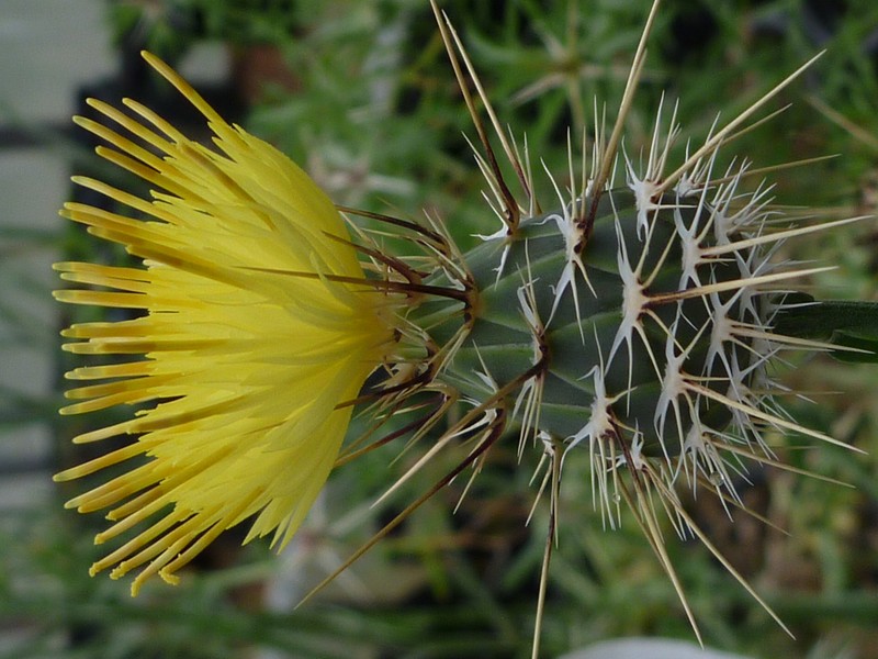 Sulphur Knapweed