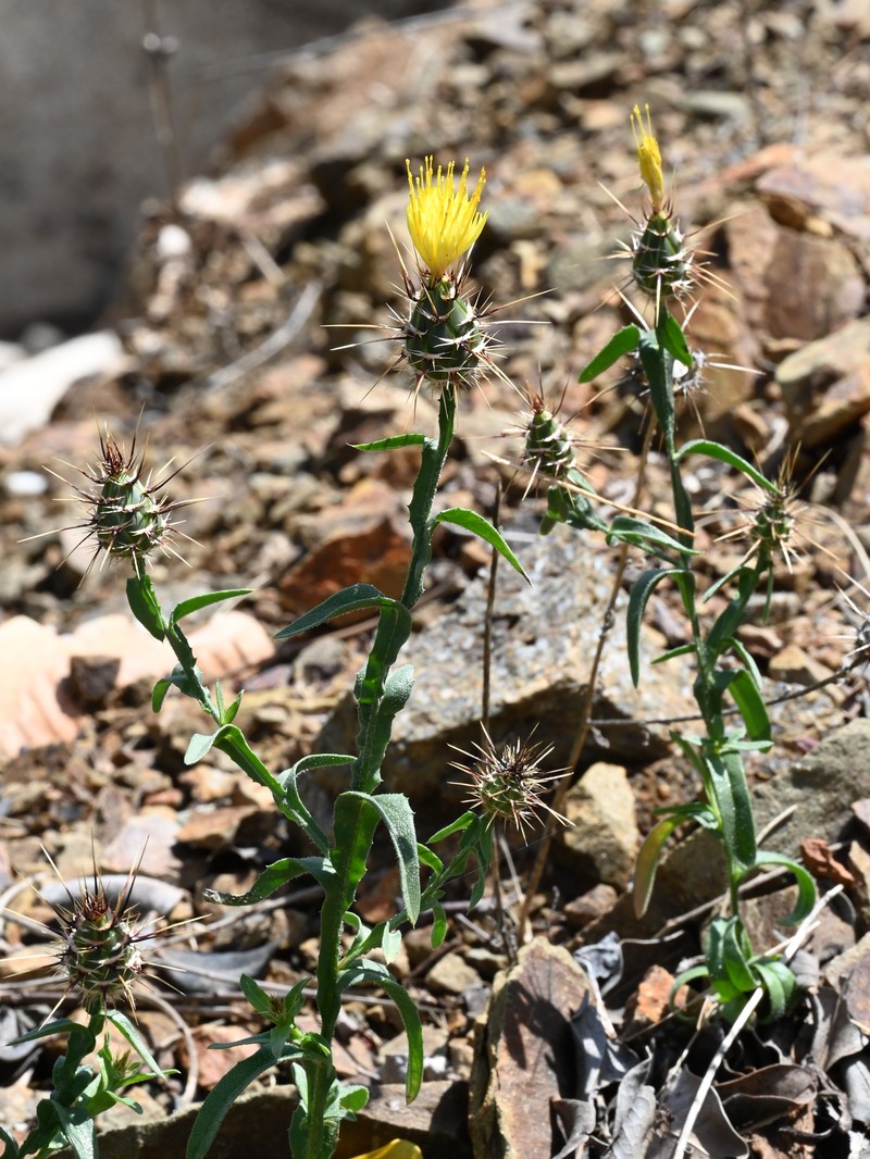 Sulphur Knapweed photo 2