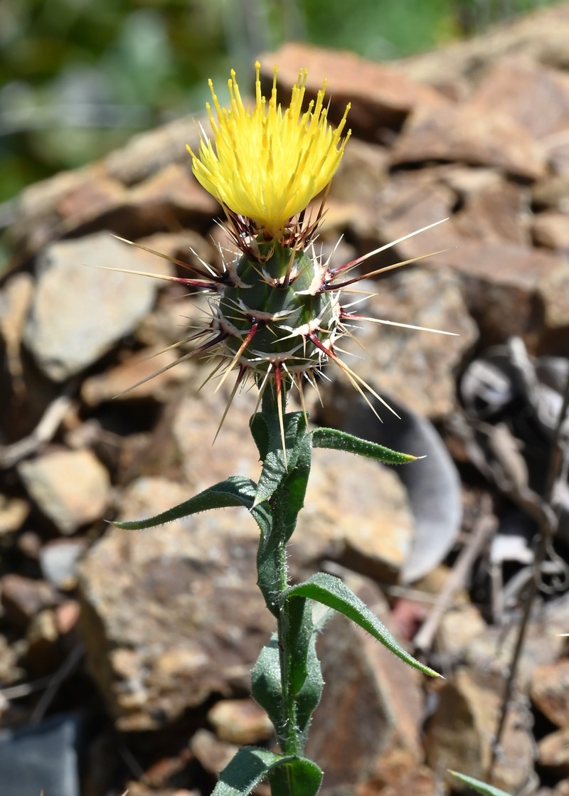 Sulphur Knapweed photo 3