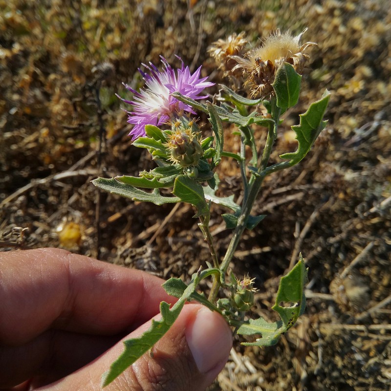 Centaurea susannae