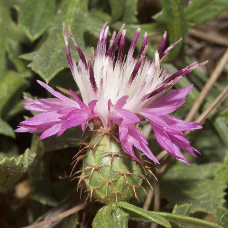 Centaurea susannae photo 2