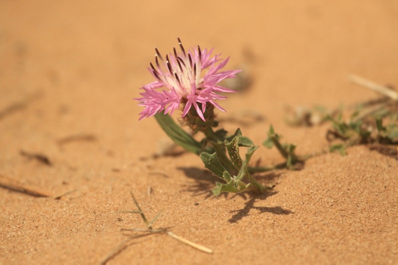 Centaurea susannae photo 3