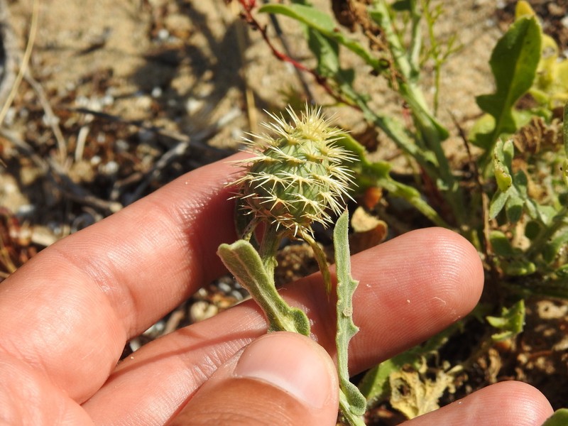 Centaurea susannae photo 4