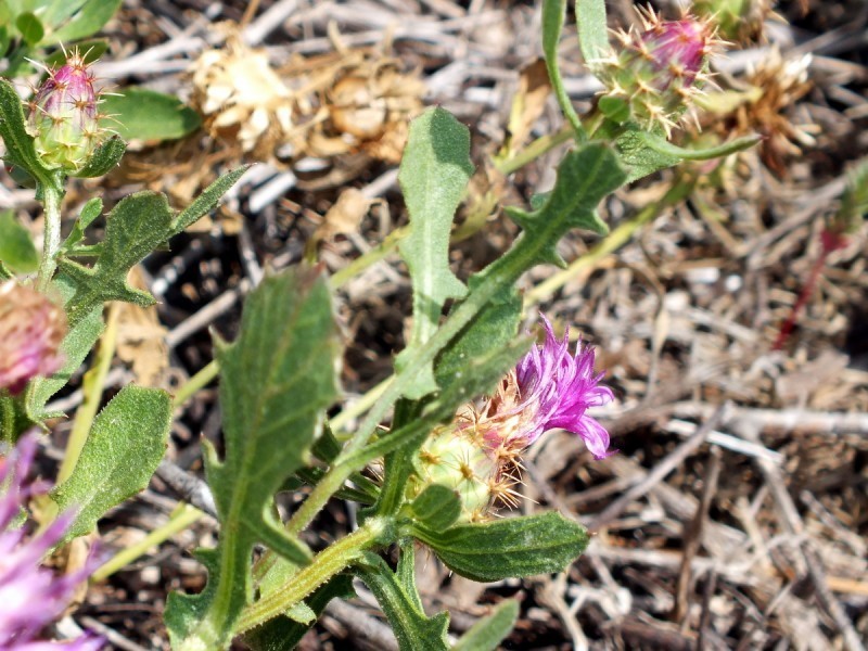 Centaurea susannae photo 5